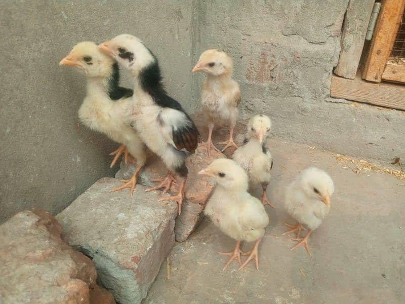 Aseel chicks for sale 0