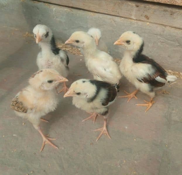 Aseel chicks for sale 2