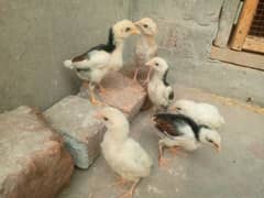 Aseel chicks for sale