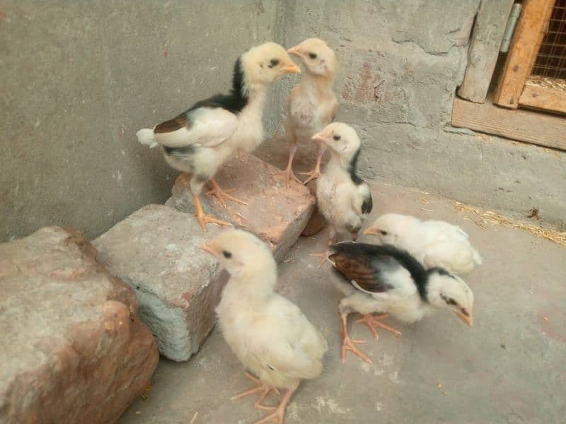 Aseel chicks for sale 4