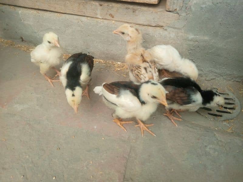 Aseel chicks for sale 7