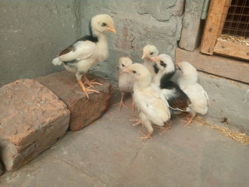 Aseel chicks for sale 10