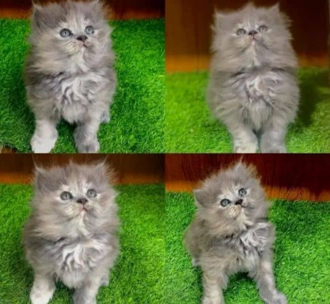 Persian sale cat raabta number 03287625932 WhatsApp 0