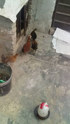 03234129850 Desi hens for sale is number per rabata karai