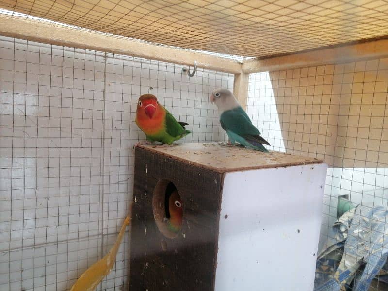 love bird breeding pair 0