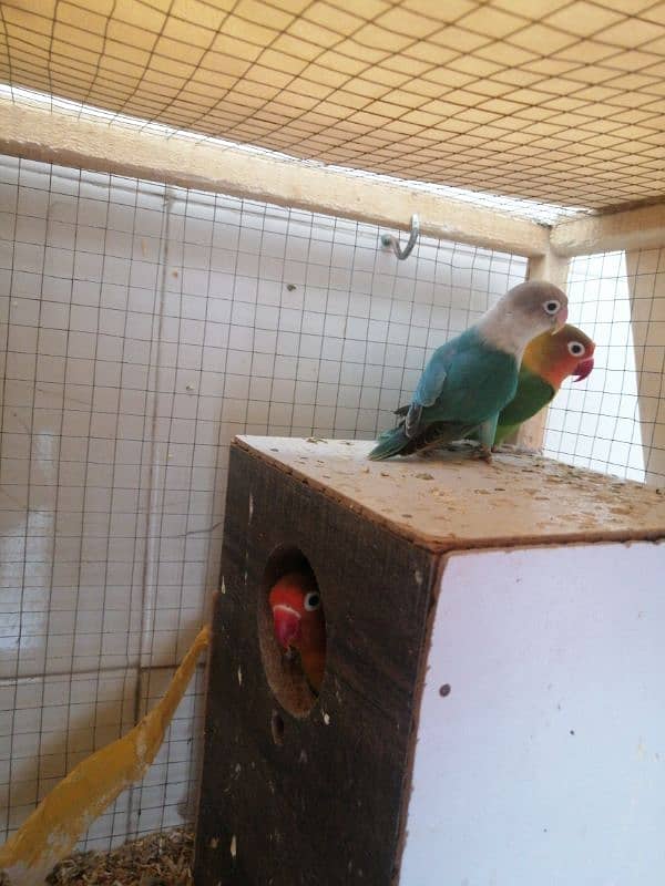 love bird breeding pair 1