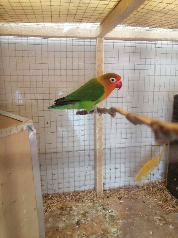 love bird breeding pair 2