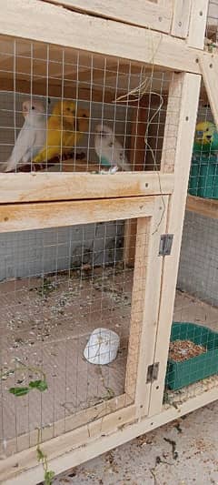 Budgies 2 confirm breeder pair and 1 white female