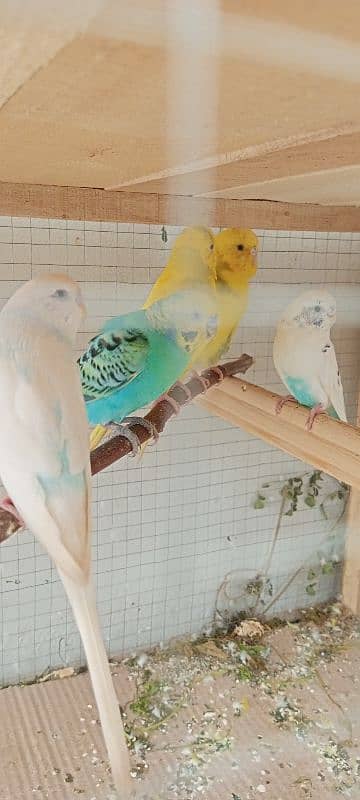 Budgies 2 confirm breeder pair and 1 white female 1