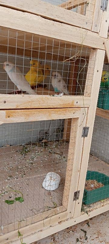 Budgies 2 confirm breeder pair and 1 white female 2