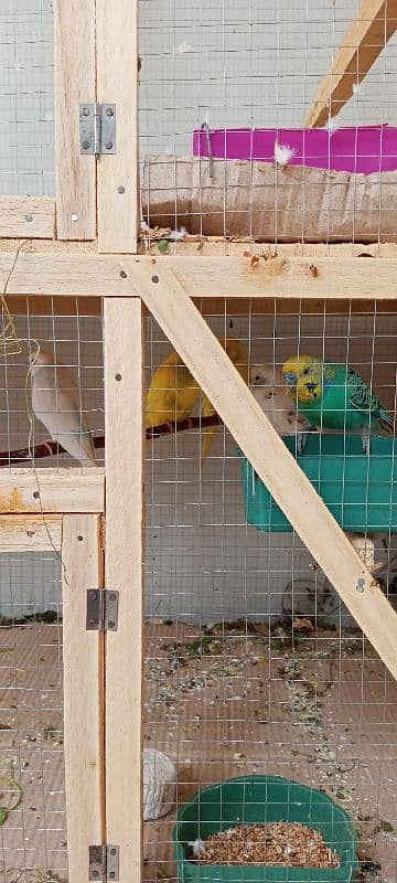 Budgies 2 confirm breeder pair and 1 white female 3