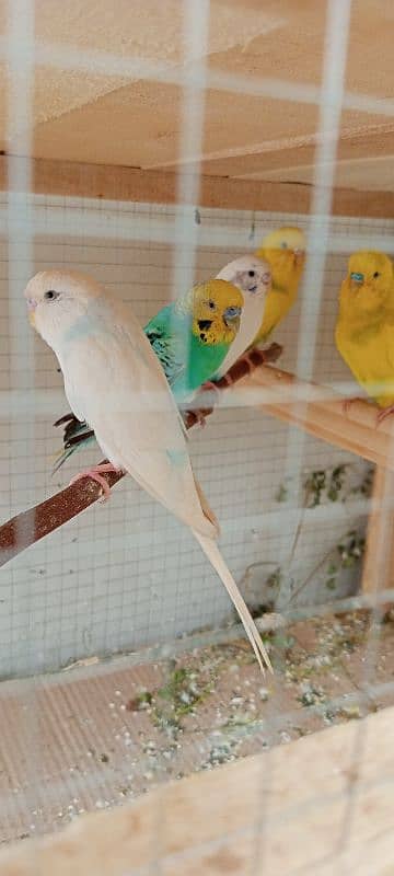 Budgies 2 confirm breeder pair and 1 white female 4