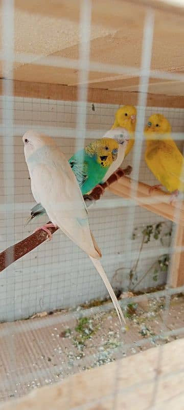 Budgies 2 confirm breeder pair and 1 white female 6