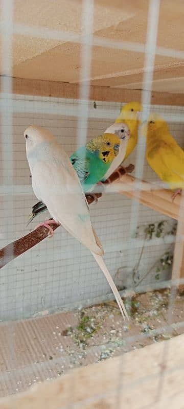 Budgies 2 confirm breeder pair and 1 white female 7