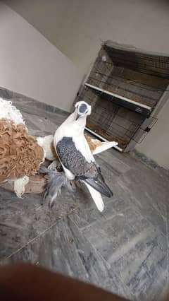 Black cheery  swallow pigeon male o to 9 kali full active