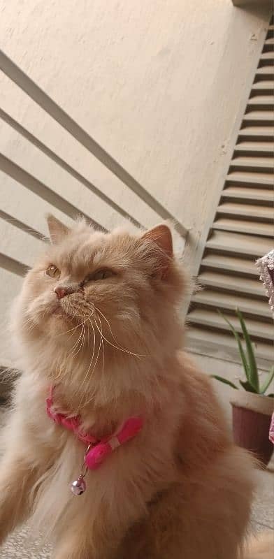 Persian cat 2