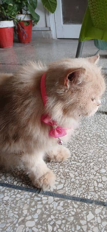 Persian cat 4