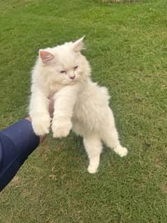 Persian cat double coated