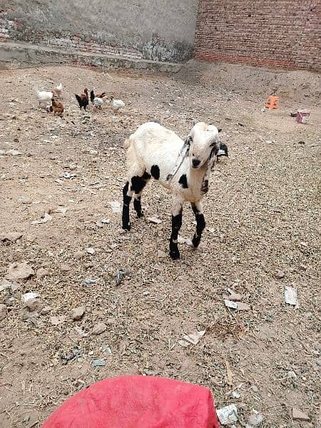 desi bakra ha ful active and active 0