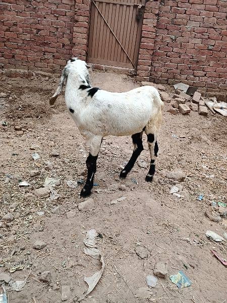 desi bakra ha ful active and active 1