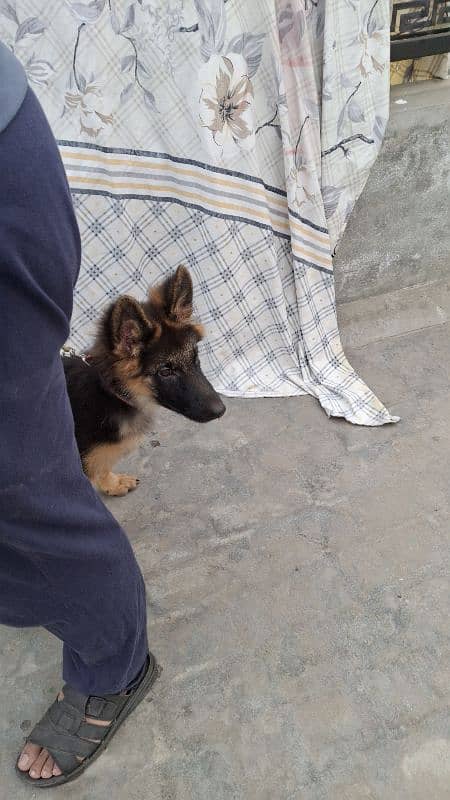 Female German Shepherd long coat 7