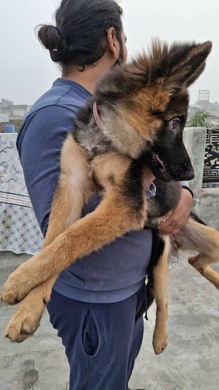 Female German Shepherd long coat 10