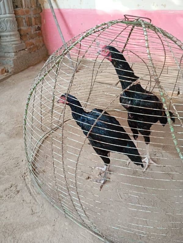 aseel pair Mianwali.  murga and murgi 8