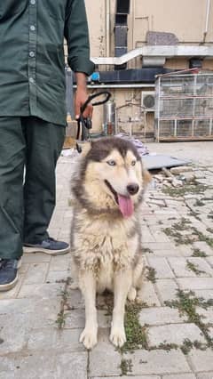 Siberian Husky Pair