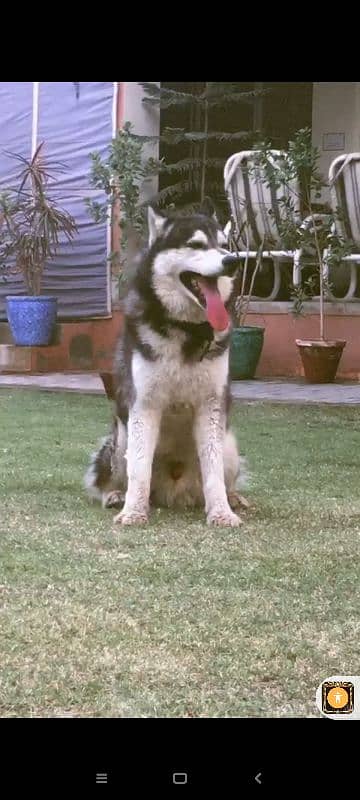 Siberian Husky Pair 1