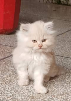 triple coated Persian cat