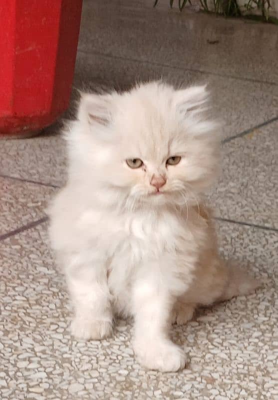 Persian cat or persian kitten 0