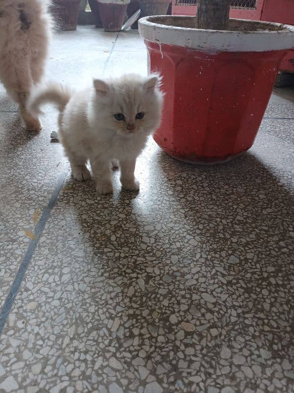 Persian cat or persian kitten 1