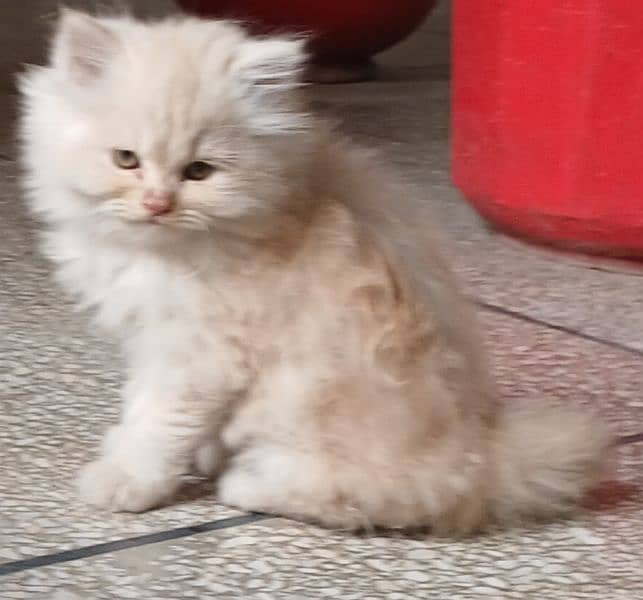 Persian cat or persian kitten 2