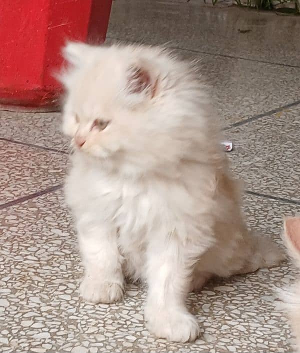 Persian cat or persian kitten 3