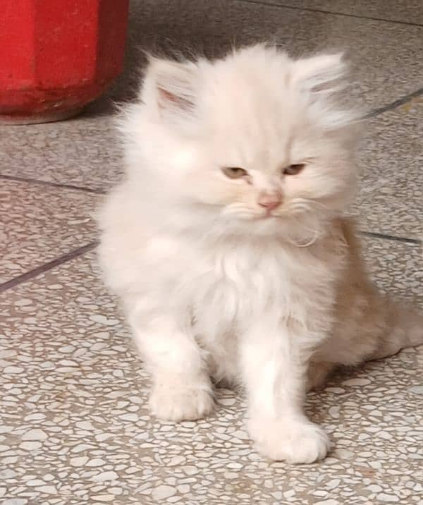 Persian cat or persian kitten 4