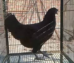 Ayam Cemani European Grey Tongue