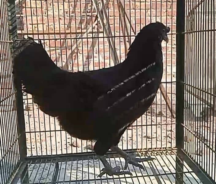 Ayam Cemani European Grey Tongue 0