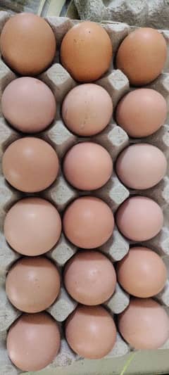 Lohman brown eggs