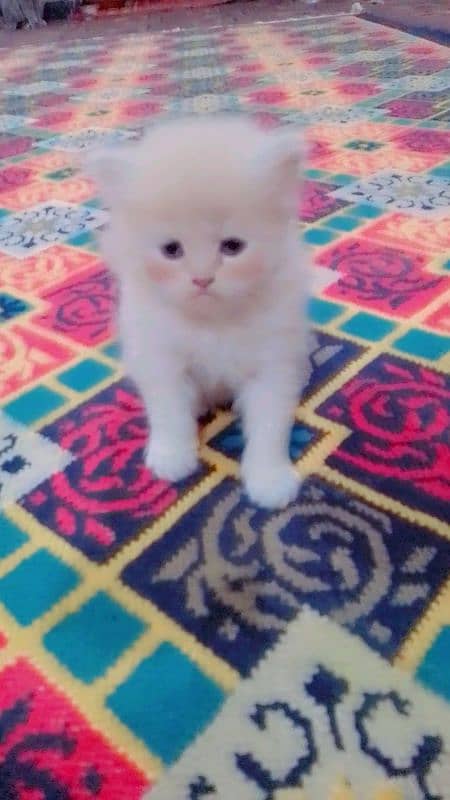 Persian kitten 4