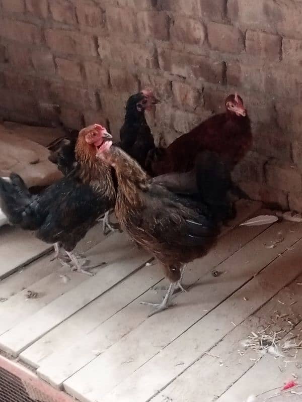 hens ,4 0