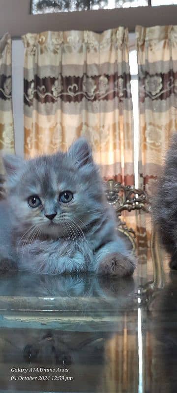 Persian triple coat 90days 0