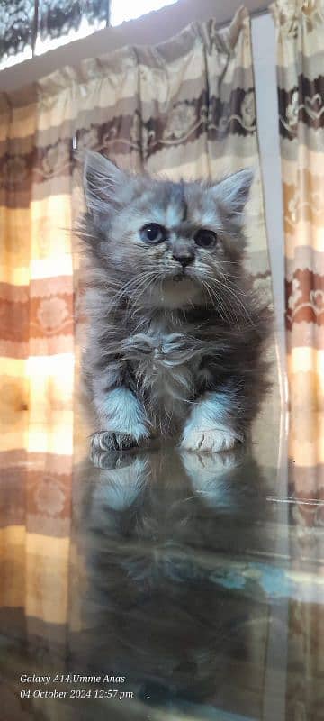 Persian triple coat 90days 1