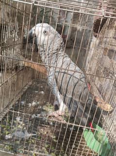 fully trained african gray parrot of 3 years