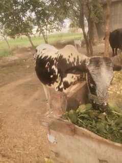 Qurbani bull vachy for sale monh sa kheeray