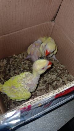 yellow ringneck chick