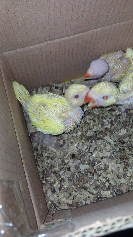 yellow ringneck chick 2