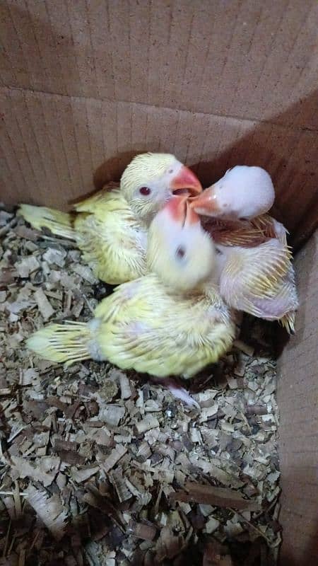 yellow ringneck chick 4