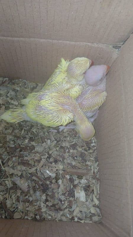 yellow ringneck chick 8