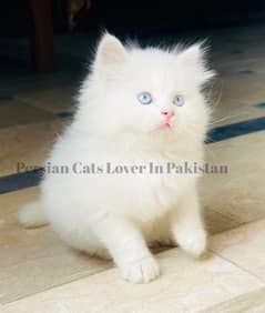 Top Quality Blue Eyes Persian Kitten