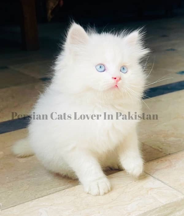 Top Quality Blue Eyes Persian Kitten 0